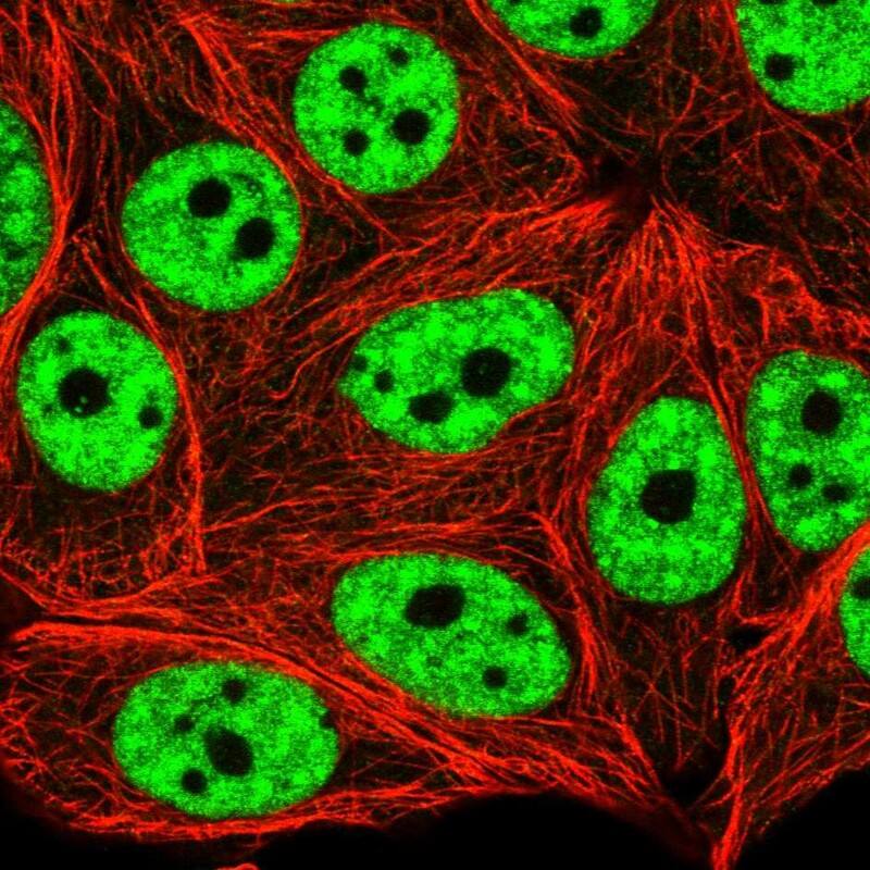 Staining of human cell line MCF7 shows localization to nucleoplasm.