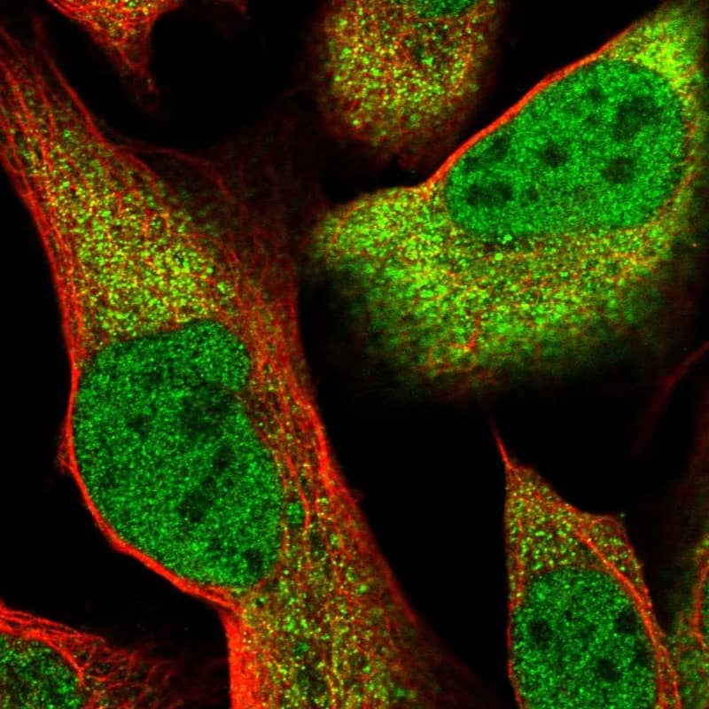 Immunocytochemistry/ Immunofluorescence CLNS1A Antibody - BSA Free