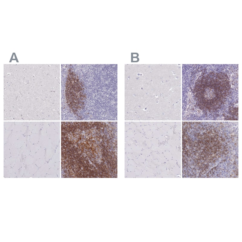 Staining of human cerebral cortex, lymph node, skeletal muscle and tonsil .