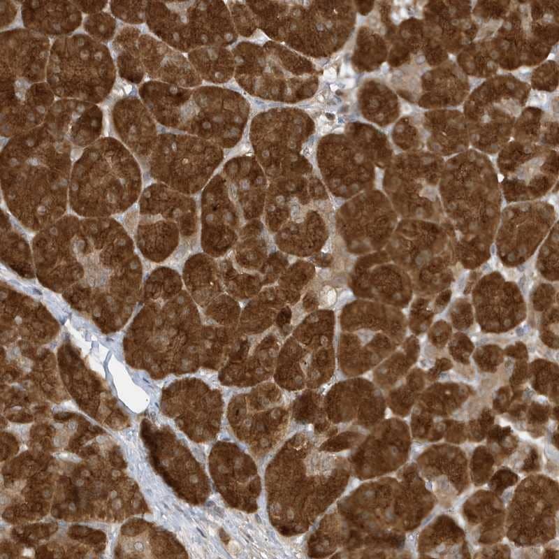 Staining of human pancreas shows strong cytoplasmic positivity in exocrine glandular cells.