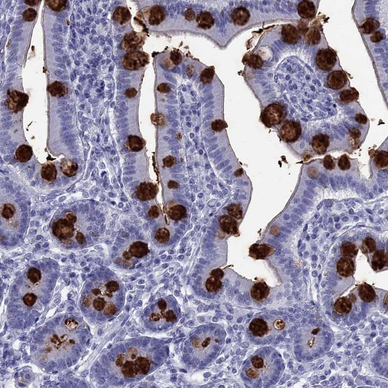 Staining of human small intestine shows strong positivity in mucus in glandular cells.