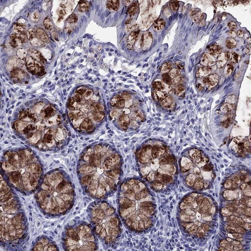Staining of human colon shows moderate to strong positivity in mucus in glandular cells.