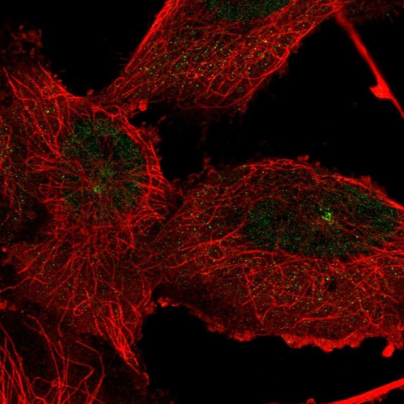 Immunocytochemistry/ Immunofluorescence TTC21A Antibody - BSA Free