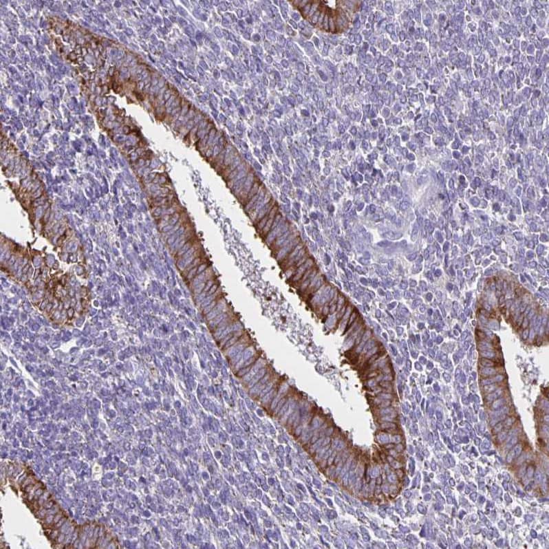 Staining of human endometrium shows moderate cytoplasmic-membranous positivity in glandular cells.