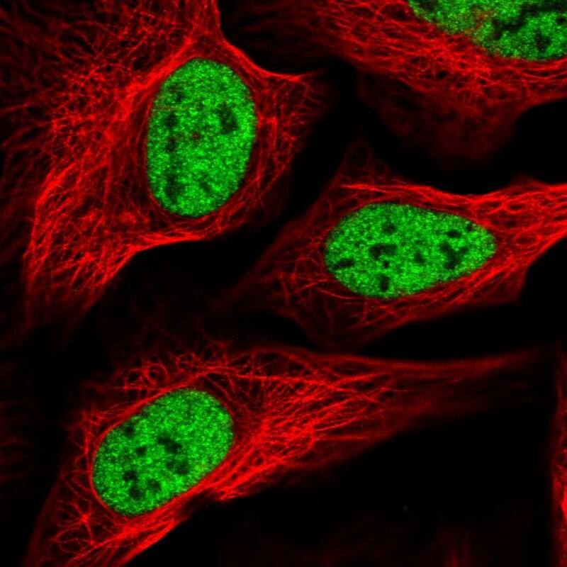 Staining of human cell line U-2 OS shows localization to nucleoplasm.