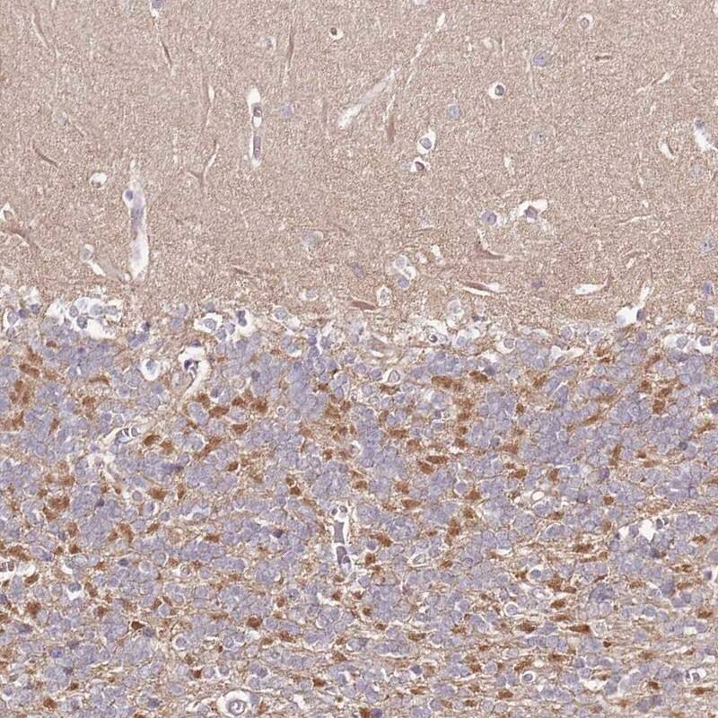 Staining of human cerebellum shows moderate cytoplasmic positivity in cells in granular layer.