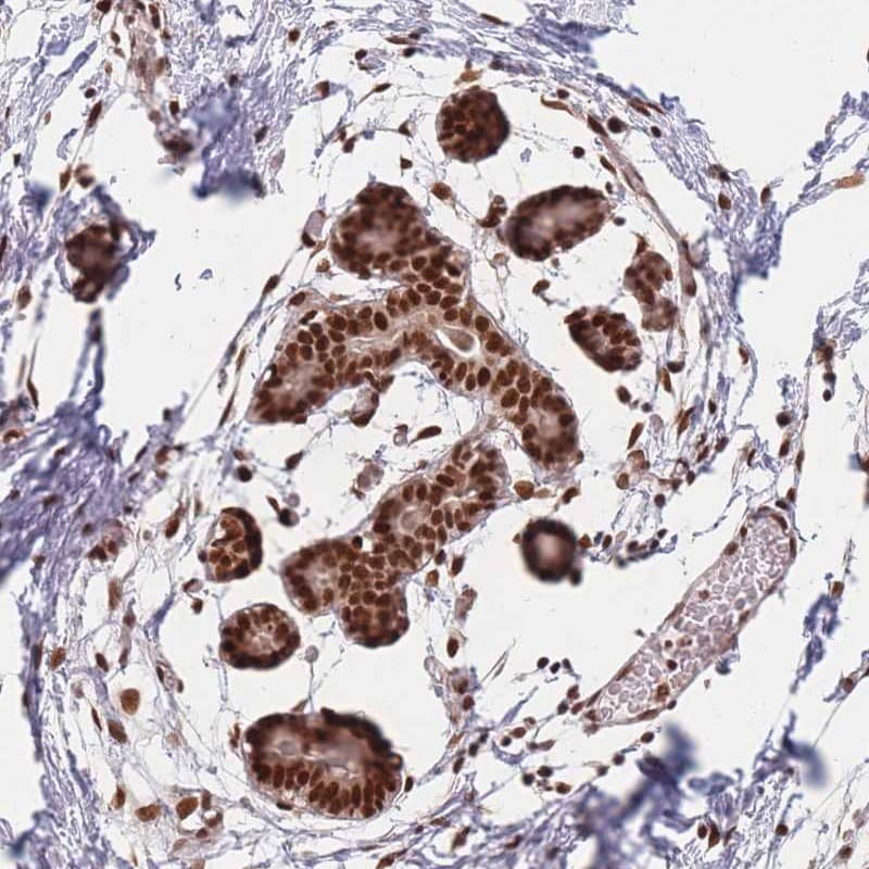Staining of human breast shows strong nuclear positivity in glandular cells and myoepithelial cells.