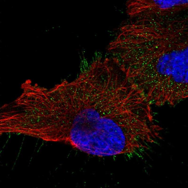 Staining of human cell line U-251 MG shows localization to plasma membrane.