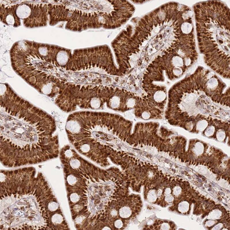 Staining of human small intestine shows strong granular cytoplasmic positivity in glandular cells.