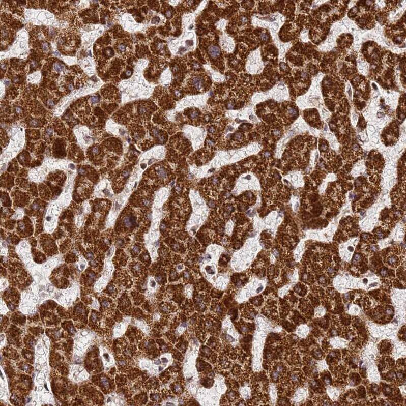Staining of human liver shows strong granular cytoplasmic positivity in hepatocytes.