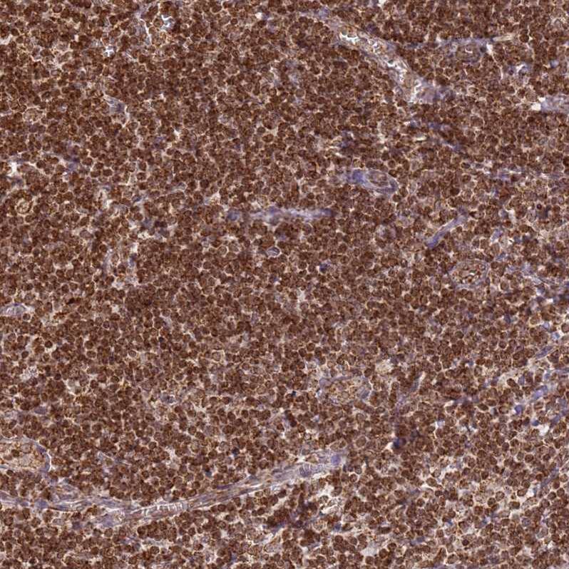 Staining of human lymph node shows strong granular cytoplasmic positivity in non-germinal center cells.