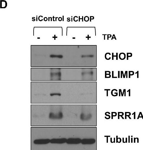 ATF4 and CHOP are required for efficient TPA-induced lytic EBV reactivation and differentiation in WT EBV-infected NOKs.WT EBV-infected NOKs cells were transfected with control siRNA or siRNAs against ATF4 (A and C) or CHOP (B and D) as indicated, and then treated with TPA for 24 hours starting one day after siRNA transfection. (A and B) Immunoblot analyses were performed to examine the effect of ATF4 and CHOP knock-down on lytic EBV proteins BZLF1, BRLF1, BMRF1 and p18 VCA as indicated. (C and D) Immunoblot analyses were performed to examine the effect of ATF4 and CHOP knock-down on TPA-induced differentiation markers BLIMP1, TGM1, and SPRR1A as indicated. Tubulin served as a loading control. The cellular extracts used in (A) and (C) or (B) and (D) were the same. The same ATF4 and Tubulin blots were used in (A) and (C), and the same CHOP and Tubulin blots were used for (B) and (D). Image collected and cropped by CiteAb from the following open publication (//pubmed.ncbi.nlm.nih.gov/39951426), licensed under a CC-BY license. Not internally tested by Novus Biologicals.