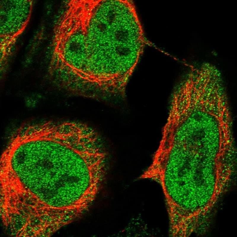 Staining of human cell line U-2 OS shows localization to nucleoplasm & cytosol.