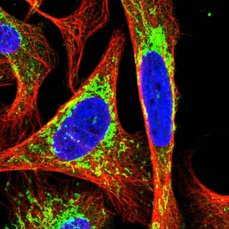 Staining of human cell line U-2 OS shows localization to mitochondria.