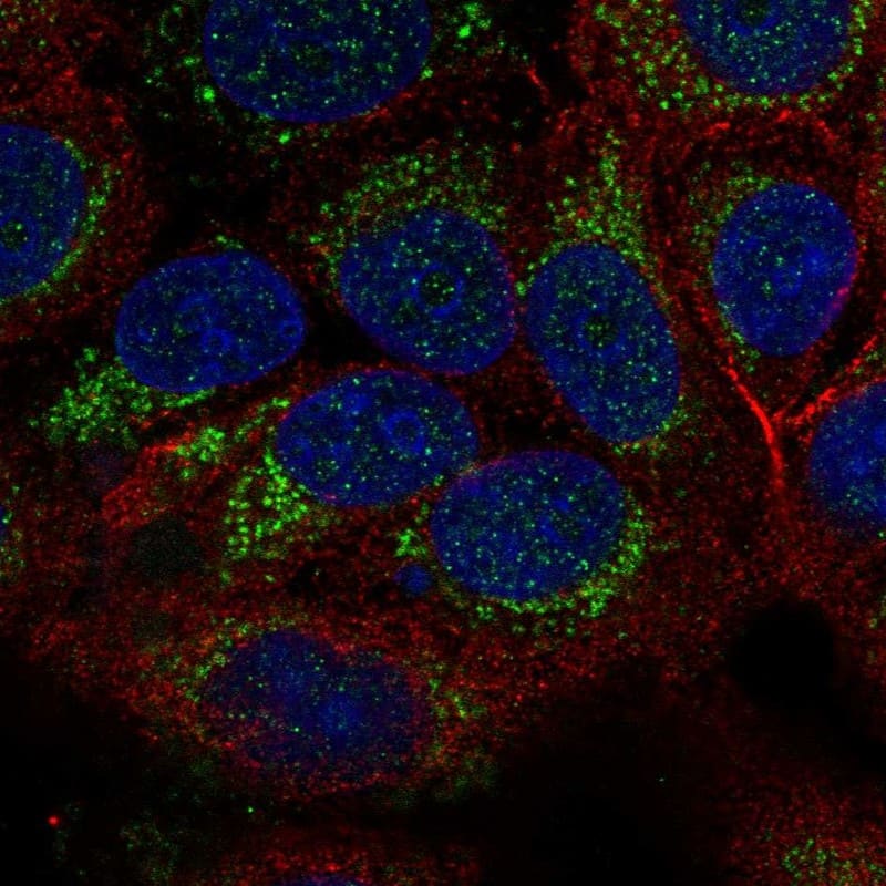 Staining of human cell line MCF7 shows localization to mitochondria.