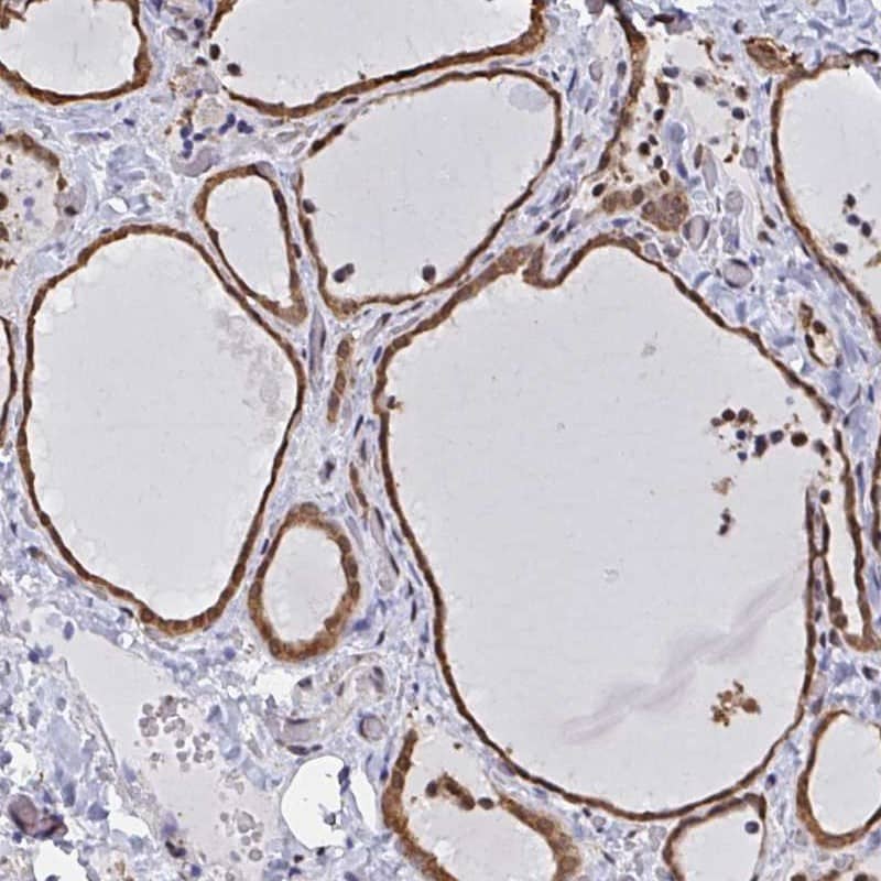 Immunohistochemistry-Paraffin hnRNP-Q Antibody - BSA Free