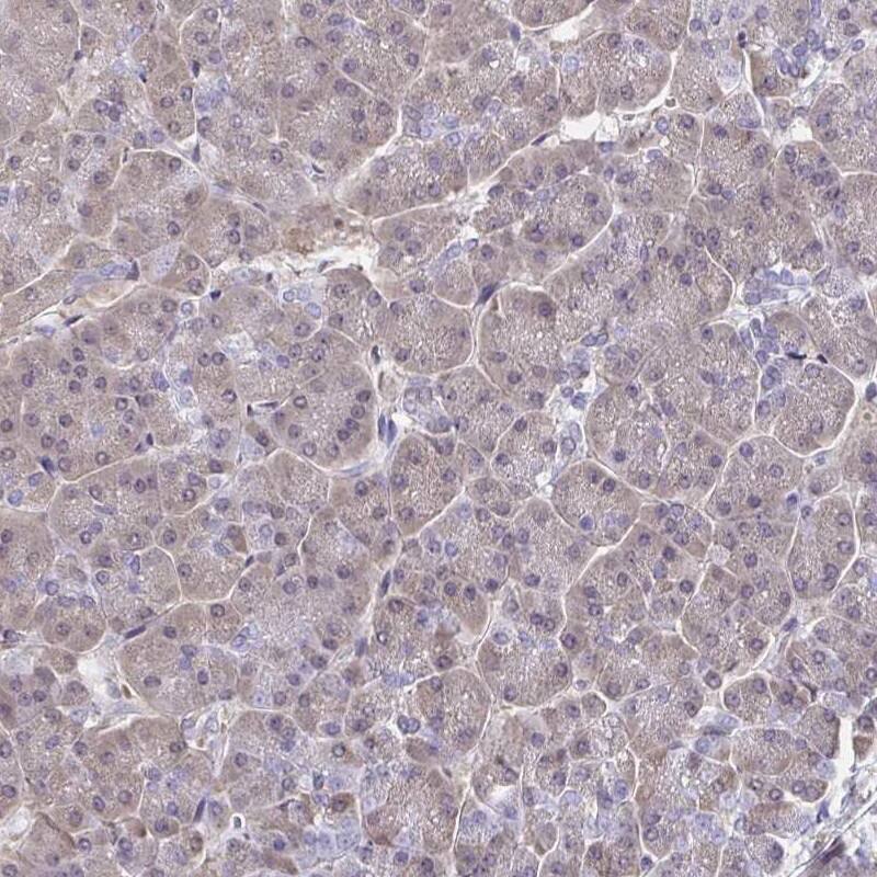 Immunohistochemistry-Paraffin hnRNP-Q Antibody - BSA Free