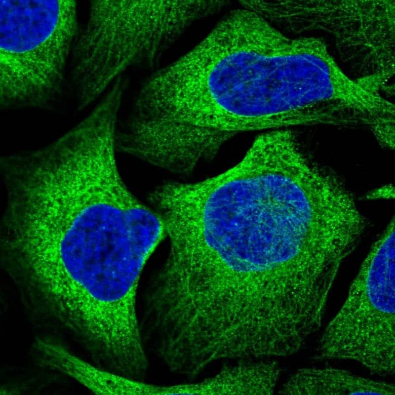 Staining of human cell line U-2 OS shows localization to cytosol & microtubules.