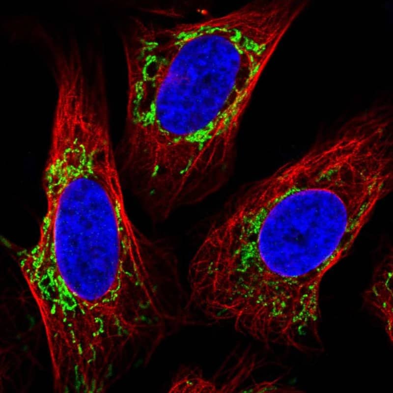 Staining of human cell line U-2 OS shows localization to mitochondria.