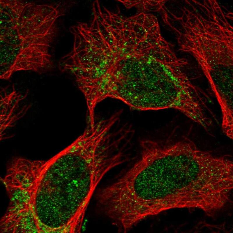 Staining of human cell line U-2 OS shows localization to nucleoplasm & mitochondria.
