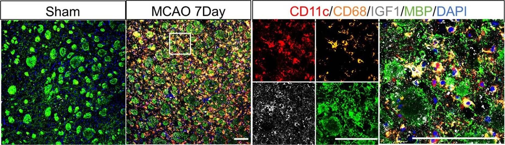CD11c+ microglia expressed higher phagocytic genes, myelin supportive genes, and lipid metabolism associated genes than CD11c− microglia.A Gating strategy and the fluorescence minus one (FMO) sample to identify CD11c− and CD11c+ microglia on tMCAO 14d. qPCR for CD11c (B), Csf1 (C), Igf-1 (D), Spp1 (E), CD68 (F), and Axl (G) mRNA expression in CD11c− and CD11c+ microglia, respectively. n ≥ 3 repeats. The results of qPCR for Abca1 (H), Abcg1 (I), Apoe (J), Apoc1 (K), and Lpl (L) mRNA expression in CD11c− and CD11c+ microglia, respectively, on the 7th Day post-stroke. n = 5 repeats. M Representative images of CD11c (red), CD68 (orange), IGF-1 (gray), and MBP (green) immunostaining on the sham group and 7th Day after tMCAO. Scale bars, 100 μm. *p < 0.05, **p < 0.01, and ***p < 0.001. B–L Compared to CD11c- group. Values were mean +/- SEM. Image collected and cropped by CiteAb from the following open publication (//pubmed.ncbi.nlm.nih.gov/36828819), licensed under a CC-BY license. Not internally tested by Novus Biologicals.
