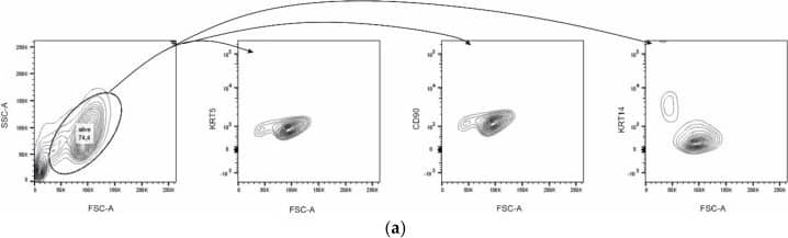 Flow Cytometry: Cytokeratin 14 Antibody (SPM263) [Allophycocyanin] [NBP2-34403APC] - HBLAK contains two cell populations. (a) HBLAK cells homogeneously express CD90 & KRT5, but two subpopulations are distinguishable by size & KRT14 staining; namely, FSC-Alow/KRT14high & FSC-Ahigh/KRT14low. (b) The larger KRT14low cells are more intensely labeled by EdU staining. (c) The FSC-Ahigh/KRT14low population is additionally distinguishable by high AldeFluor-assay activity. In (a–c), evaluated cells are circled. (d) Effect of UTX knockdown using siRNA 01 on the proportion of the AldeFluorpos population. As a negative control, DEAB reagent (inhibitor of the AldeFluor-assay) was used. Significant differences were observed 4 & 7 days after transfection of control siRNA or UTX-siRNA. Number of analyzed independent experiments, n = 4. Statistics were performed with a one-way ANOVA with a post-hoc Tukey HSD test (# p < 0.05). Image collected & cropped by CiteAb from the following publication (//pubmed.ncbi.nlm.nih.gov/32326336), licensed under a CC-BY license. Not internally tested by Novus Biologicals.
