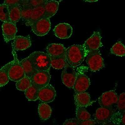 Immunocytochemistry/ Immunofluorescence: TNF-alpha Antibody (SPM543) - Azide and BSA Free [NBP2-34419] - Immunofluorescence staining of HepG2 cells using TNF-alpha Mouse Monoclonal Antibody (SPM543) followed by goat anti-mouse IgG-CF488 (green). Counterstain is RedDot.