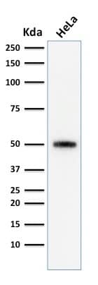 Western Blot Analysis of human HeLa cell lysate using p53 Antibody (SPM590) - Azide and BSA Free