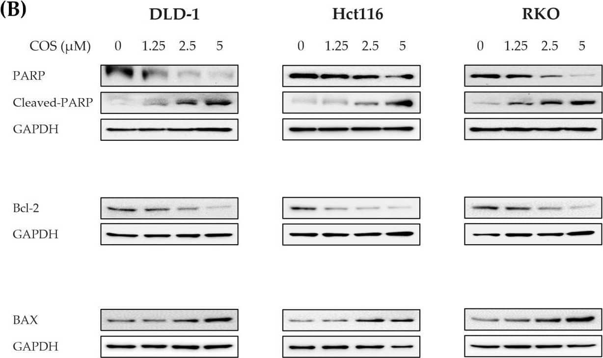 Measurement of apoptosis-related protein and the ratio of apoptotic cells in a colon cancer cell line by COS. (A,B) Protein expression levels for p-AKT, AKT, p-ERK, ERK, PARP, cleaved-PARP, Bcl-2, BAX, and GAPDH were assessed using Western blot analysis. (C) The quantification of apoptotic cells was conducted through FACS analysis, employing PI-Annexin V staining. (D) The bar chart represents the cells of the ratio of apoptosis. DLD-1, Hct116, and RKO cells were treated with COS (0, 1.25, 2.5, or 5 μM) for a duration of 2 days. The results are shown as the means and SEMs. * p < 0.05, ** p < 0.01, *** p < 0.001, and **** p < 0.0001 compared to their respective controls. The experiments were conducted three times independently. Image collected and cropped by CiteAb from the following open publication (//www.mdpi.com/2076-3921/12/12/2131), licensed under a CC-BY license. Not internally tested by Novus Biologicals.