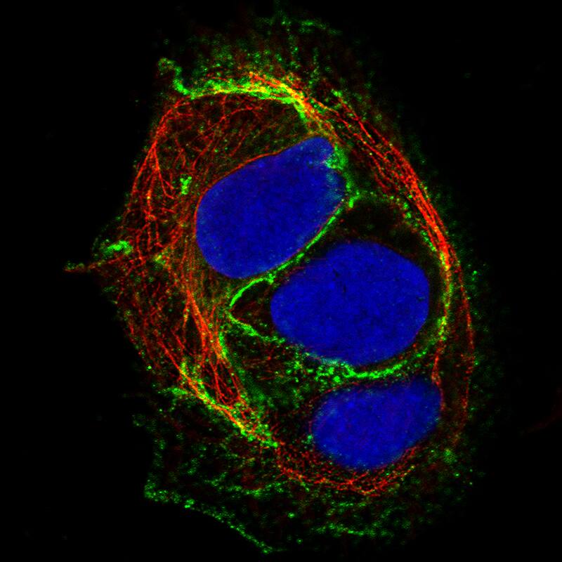 Staining of BEWO cells, showing specific staining in the plasma membrane and cell junctions in green. Microtubule- and nuclear probes are visualized in red and blue, respectively (where available).