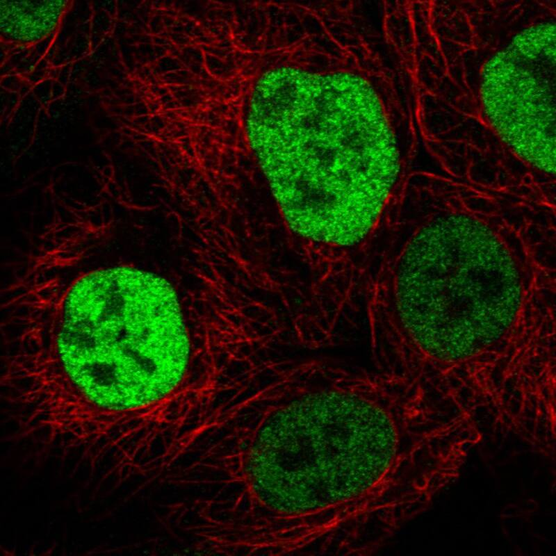 Staining in U2OS cell line with Anti-p53 monoclonal antibody, showing cell cycle dependent nuclear (without nucleoli) staining in green. Microtubule- and nuclear probes are visualized in red and blue respectively (where available).