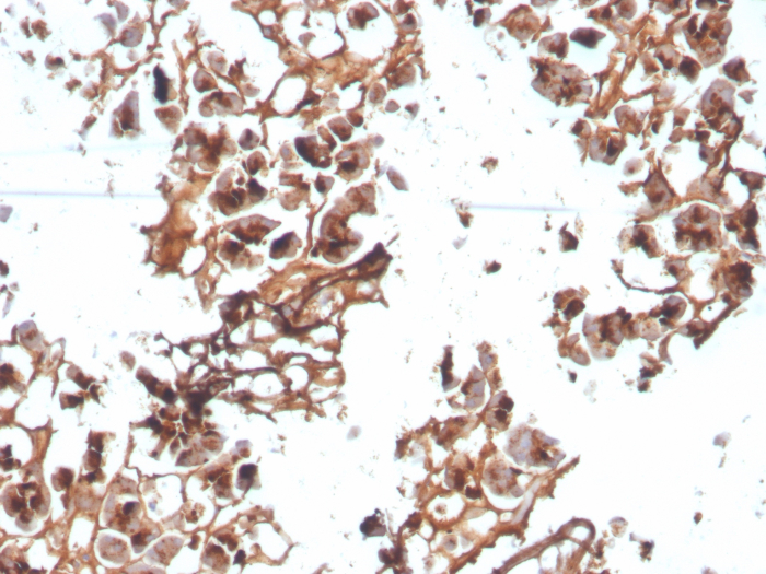 Formalin-fixed, paraffin-embedded human pancreas stained with EPX antibody (AHE-1).