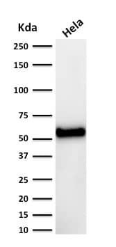 Western Blot Analysis of human HeLa cell lysate using p53 Antibody (DO-7) - Azide and BSA Free.