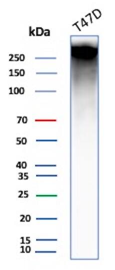 Western Blot Analysis of T47D cell lysate using MUC1 Antibody (E29) - Azide and BSA Free.