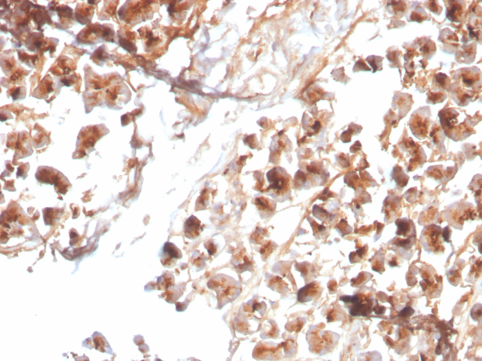 Formalin-fixed, paraffin-embedded human pancreas stained with EPX antibody (EPO104).