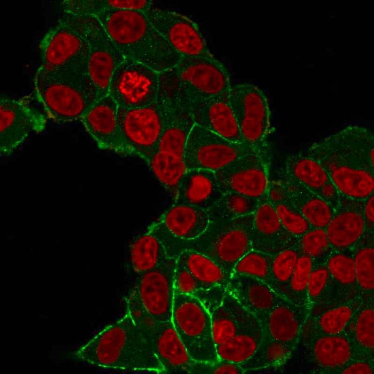 Immunofluorescent staining of PFA-fixed MCF-7 cells with ErbB2/Her2 Antibody (HRB2/282) - Azide and BSA Free; followed by goat anti-mouse IgG-CF488 (Green). Nuclei are stained with Reddot (Red).