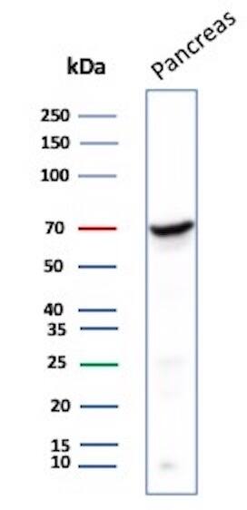 Western blot analysis of human Pancreas tissue lysate using Chromogranin A Antibody (LK2H10) - Azide and BSA Free.