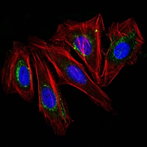 Immunofluorescent Analysis of HeLa cells using CF488-labeled CD63 Antibody (NKI/C3) - Azide and BSA Free. F-actin filaments are labeled with Dylight 554 phalloidin (red). DAPI was used to stain the cell nucleus (blue).
