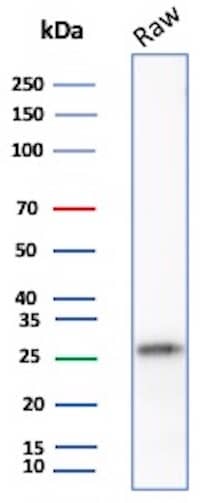 Western blot analysis of Raw lysate using p27/Kip1 Antibody (SX53G8) - Azide and BSA Free.