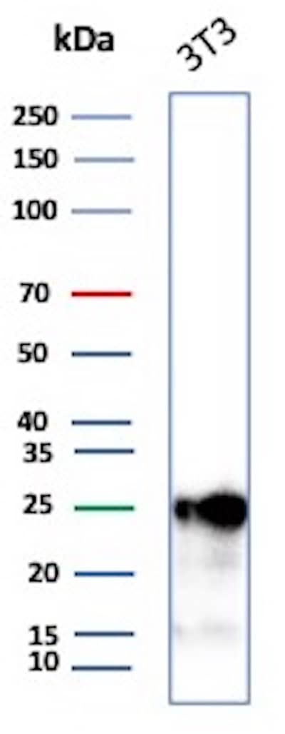 Western blot analysis of 3T3 lysate using p27/Kip1 Antibody (SX53G8) - Azide and BSA Free.