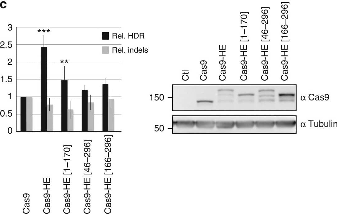 Western Blot: CRISPR-Cas9 Antibody (7A9-3A3) - N-Terminus - BSA Free [NBP2-36440] - Identification of “HDR-enhancer” (HE) domain of CtIP. a Schematic diagram of CtIP protein showing different truncated CtIP proteins  have been fused to Cas9 & tested for their ability to stimulate HDR. Various sequence features of CtIP, including tetramerization & dimerization domains, & CDK phosphorylation sites S233, T245, & S276, are indicated. b Identification of a domain of CtIP, called HE, spanning aa 1 to 296, which is able to stimulate HDR when fused to Cas9. Human RG37 fibroblasts transfected w/ indicated plasmids expressing Cas9 or Cas9–CtIP derivatives, T2 guide RNA plasmid, & GFP transgene donor w/ homology arms to targeted AAVS1 locus. Expression of fusion proteins examined by WB (Supplementary Fig. 1). Data are from four independent experiments. Error bars indicate standard deviation. c Functional analysis of HE domain. HEK293 cells transfected w/ indicated Cas9 plasmids, T2 guide RNA, & GFP transgene donor w/ homology arms to AAVS1 targeted locus. HDR-mediated transgene integration measured by FACS analysis of GFP-positive cells, resulting from targeted GFP transgene integration. Indels at cleavage site measured by T7E1 assay. Results are expressed as mean of relative HDR or indel frequencies calculated by normalizing every HDR or indel frequency by  induced by Cas9, respectively. Asterisks indicate  difference is statistically significant when comparing Cas9–CtIP or Cas9–HE derivatives to Cas9 in nonparametric t-test (*P<0.05, **P<0.005, or ***P<0.0005). Data are from four independent experiments. Error bars indicate standard deviation. The relative expression levels of Cas9 & Cas9–HE derivatives analyzed by WB using anti-Cas9 & control anti-tubulin antibodies Image collected & cropped by CiteAb from following publication (//pubmed.ncbi.nlm.nih.gov/29556040), licensed under a CC-BY license. Not internally tested by Novus Biologicals.