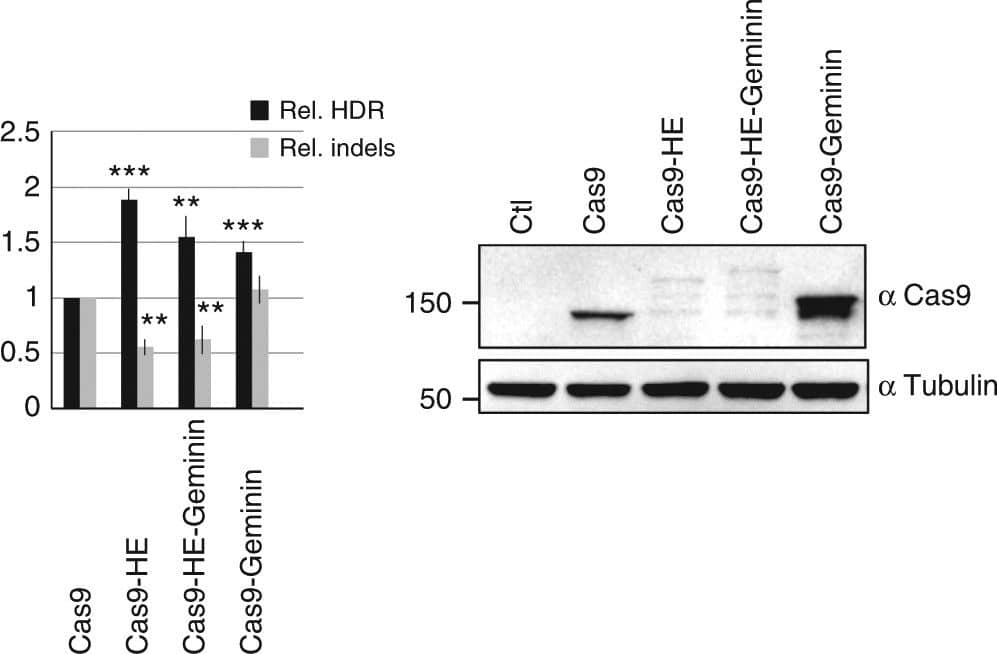 Western Blot: CRISPR-Cas9 Antibody (7A9-3A3) - N-Terminus - BSA Free [NBP2-36440] - Stimulation of transgene integration by Cas9–HE & Cas9–Geminin. Relative frequencies of HDR & indels induced by Cas9 or fusion of Cas9 to HE domain, Geminin degron, or both. Human HEK293 cells were transfected with the indicated Cas9 plasmids, T2 guide RNA, & GFP transgene donor with homology arms to the AAVS1 targeted locus. HDR-mediated transgene integration was measured by FACS analysis of GFP-positive cells, resulting from targeted GFP transgene integration. Indels at the cleavage site were measured by the T7E1 assay. The results are expressed as the mean of relative HDR or indel frequency calculated by normalizing every HDR or indel frequency by that induced by Cas9. Asterisks indicate that the difference is statistically significant when comparing Cas9–HE, Cas9–HE–Geminin, & Cas9–Geminin to Cas9 in t-test (*P<0.05 or **P<0.005). Data are from three independent experiments. Error bars indicate standard deviation. Relative expression levels of Cas9 & other fusions were analyzed by western blot with anti-Cas9 & control anti-tubulin antibodies. Protein extracts were obtained with lysis buffer containing 150 mM NaCl, which resulted in inefficient solubilization of Cas9 fusions with the HE domain compared to those of Cas9 & Cas9–Geminin Image collected & cropped by CiteAb from the following publication (//pubmed.ncbi.nlm.nih.gov/29556040), licensed under a CC-BY license. Not internally tested by Novus Biologicals.