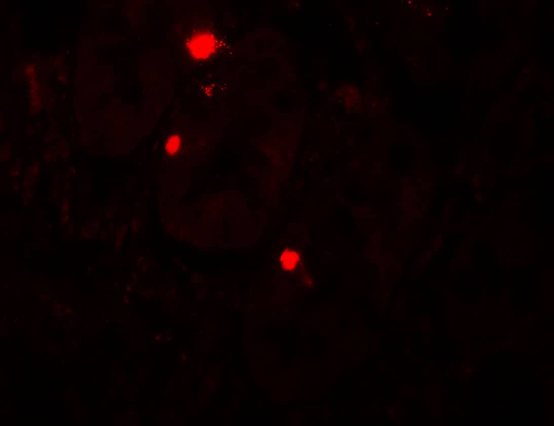 Immunocytochemistry/ Immunofluorescence ATG14 Antibody - BSA Free