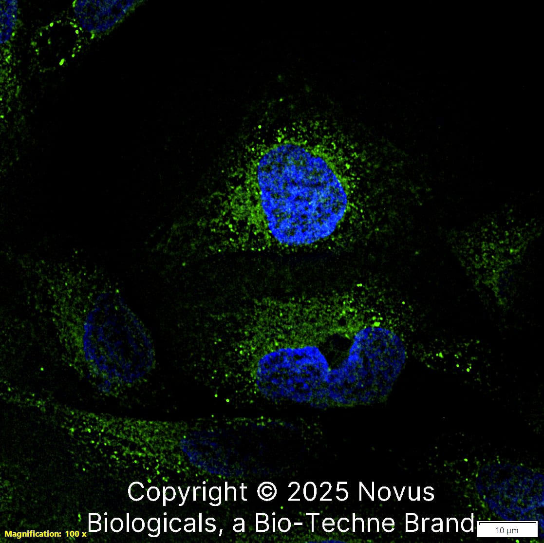 Calnexin (1C2.2D11) was detected in immersion fixed U-2 OS human osteosarcoma cell line using Mouse anti-Calnexin (1C2.2D11) Protein G Purified Monoclonal Antibody conjugated to FITC (Catalog # NBP2-36570F) (green) at 10 µg/mL overnight at 4C. Cells were counterstained with DAPI (blue). Cells were imaged using a 100X objective and digitally deconvolved.  