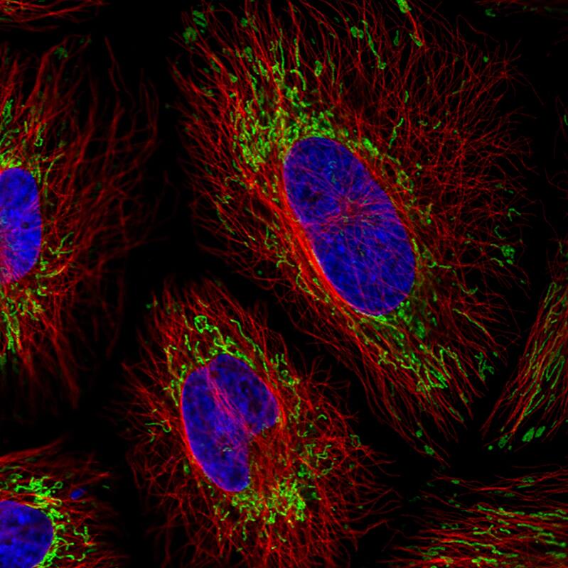 Staining in MCF7 cell line with Anti-TUFM monoclonal antibody, showing distinct mitochondrial staining in green. Microtubule- and nuclear probes are visualized in red and blue respectively (where available).