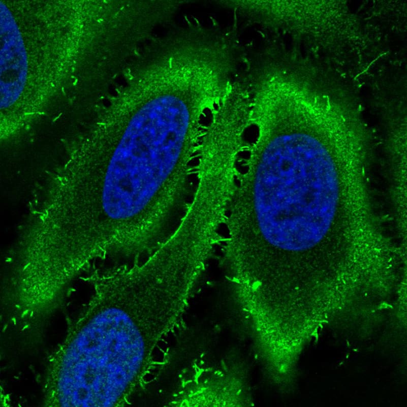 Staining in U251 cell line with Anti-EZR monoclonal antibody, showing specific staining of plasma membrane in green. Microtubule- and nuclear probes are visualized in red and blue respectively (where available).