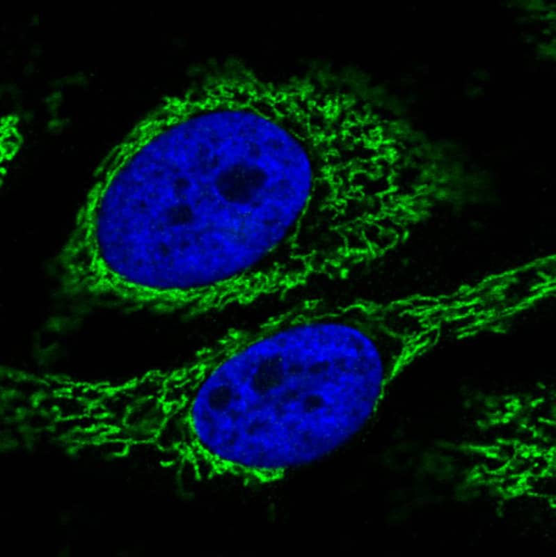 Staining in U251 cell line with Anti-CS monoclonal antibody, showing specific mitochondrial staining in green. Microtubule- and nuclear probes are visualized in red and blue respectively (where available).