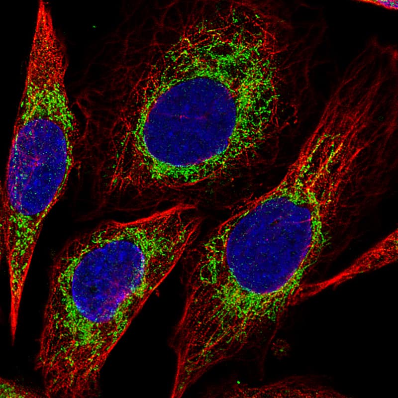 Staining of PC-3 cells, showing specific staining in mitochondria in green. Microtubule- and nuclear probes are visualized in red and blue, respectively (where available).
