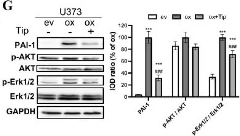 Upregulation of ALDH1A3 in oxGBM cells is associated with the increased expression and release of pro-angiogenic factors PAI-1 and IL-8. GBM cell lines were transduced with ALDH1A3 for overexpression (oxGBM) or with empty vector (evGBM). (A) Confirmation of up-regulation of ALDH1A3 mRNA level in oxGBM cells by RT2-PCR. (B) Confirmation of up-regulation of ALDH1A3 protein expression by Western blot. wt, wild-type cells. The uncropped blots are shown in Figure S7; (C) Angiogenesis array. The blots showed duplicated dots for 55 angiogenesis-related proteins in the media of oxU373 or evU373. 10 of 55 proteins were upregulated more than 2-fold in ox group compared to ev group (indicated by rectangle). They are: (1) Ang-1, (2) artemin, (3) TF, (4) ET-1, (5) GM-CSF, (6) IL-8, (7) PDGF-AA, (8) PAI-1, (9) PEDF, and (10) uPA. (D) Semi-quantification of the dots representing PAI-1 and IL-8. (E) Immunofluorescence staining of GBM cells. U373 (left panel) and LN229 (right panel). Co-localization of ALDH1A3 with PAI-1 and IL-8 was observed in oxGBM cells, whereas no immunoreactivity of PAI-1 and IL-8 was detected in evGBM cells. (F) mRNA expression of PAI-1 and IL-8 in transduced U373 cells and the effect of inhibitors. Tiplaxtinin (Tip, 30 uM) and reparixin (Rep, 1 uM) are the specific inhibitors of PAI-1 and IL-8 receptors CXCR1/2, respectively. (G) Detection of PAI-1 and potential signaling proteins by Western blot. IOD: optical density. The uncropped blots are shown in Figure S8. **, p < 0.01; ***, p < 0.001, compared with ev. ##, p < 0.01; ###, p < 0.001, compared with ox. Image collected and cropped by CiteAb from the following open publication (//pubmed.ncbi.nlm.nih.gov/37686698), licensed under a CC-BY license. Not internally tested by Novus Biologicals.