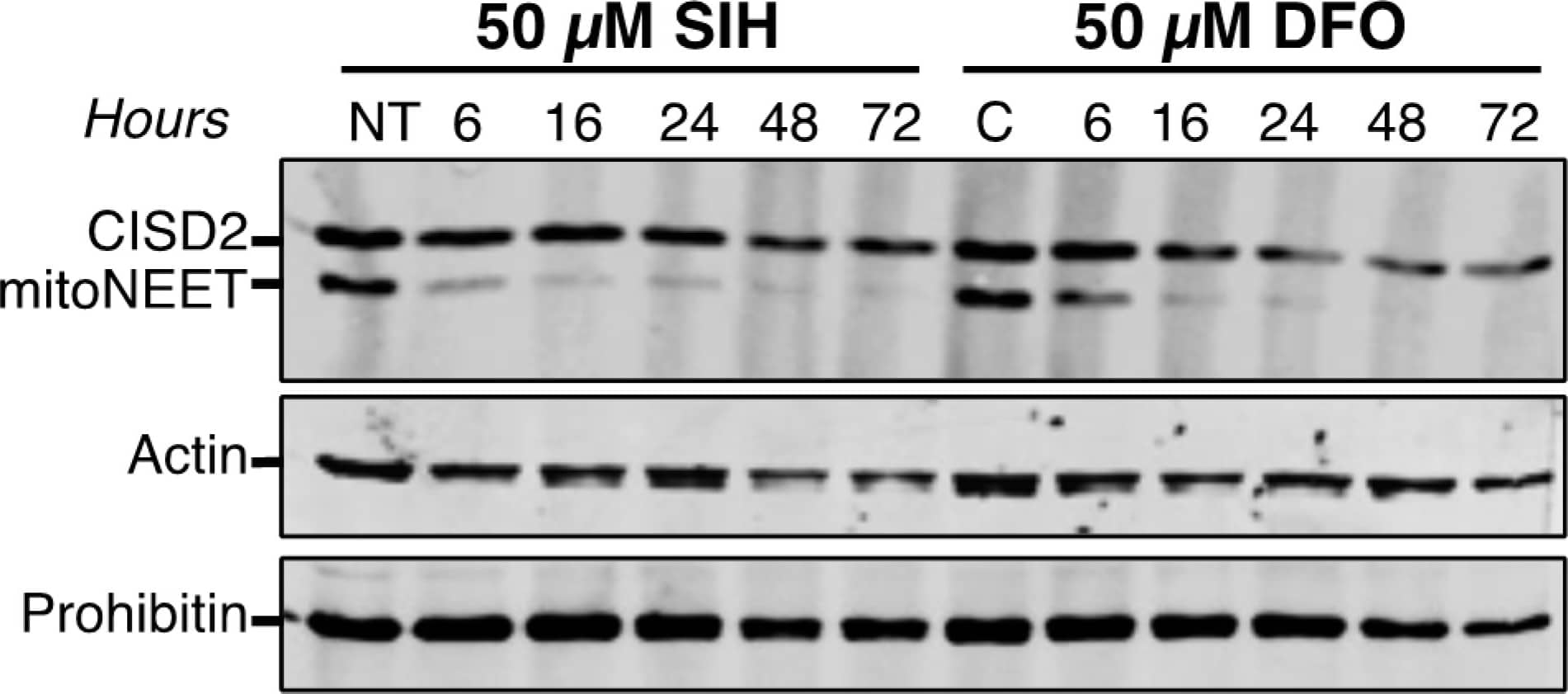 Unlike mitoNEET, CISD2 protein level is moderately affected by iron chelator treatments. HeLa cells were treated with either SIH or DFO for the indicated times. Untreated cells are noted NT. MitoNEET and CISD2 protein levels were determined by immunoblotting using anti-CISD2 antibodies. Actin (cytosolic protein) and prohibitin (mitochondrial inner membrane-localized protein) were used as protein loading controls. The experiment was performed twice; one representative experiment is shown. Image collected and cropped by CiteAb from the following open publication (//pubmed.ncbi.nlm.nih.gov/33916457), licensed under a CC-BY license. Not internally tested by Novus Biologicals.